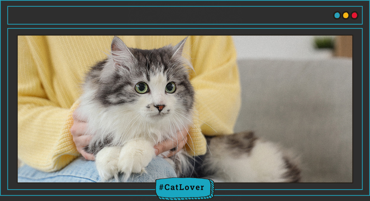 prevención toxoplasmosis gatos
